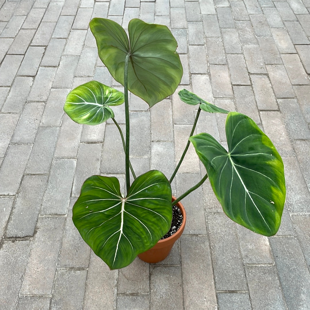 Philodendron Gloriosum