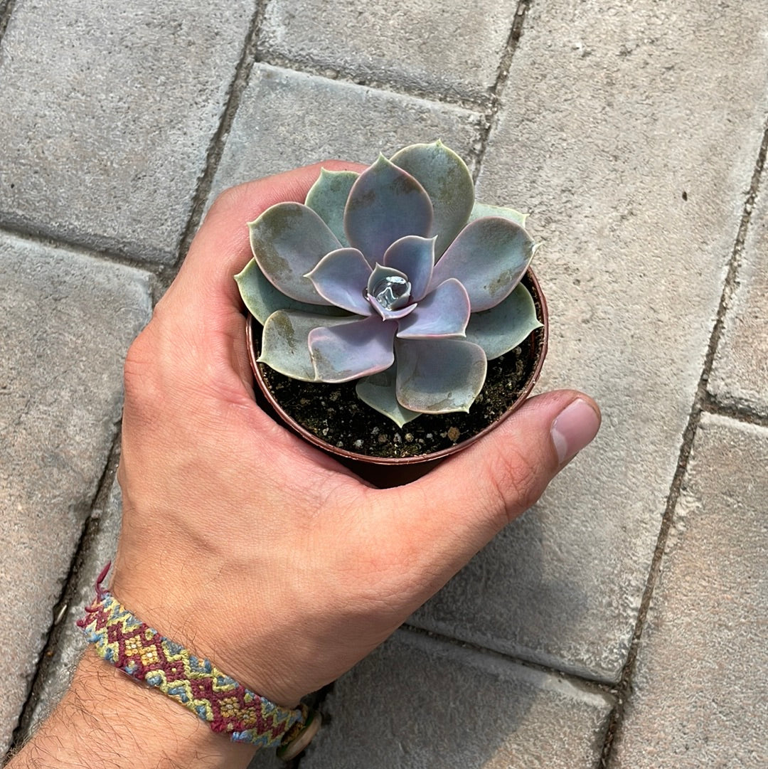 Echeveria Perle Von Nurnberg