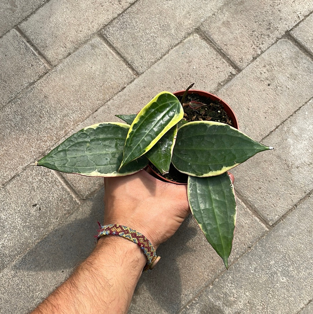Hoya Macrophylla