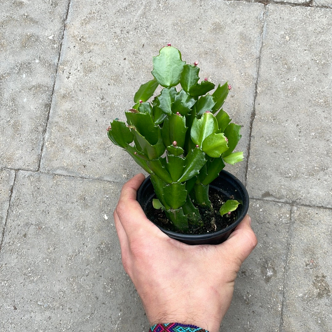 Cactus De Noël Rose