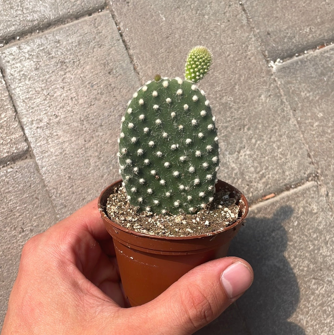 Opuntia Albispina