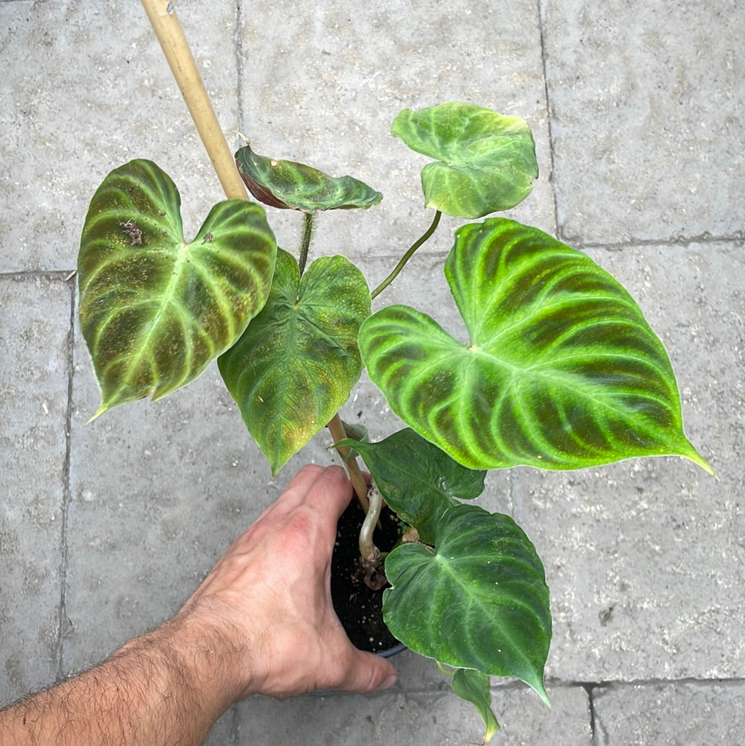 Philodendron Verrucosum