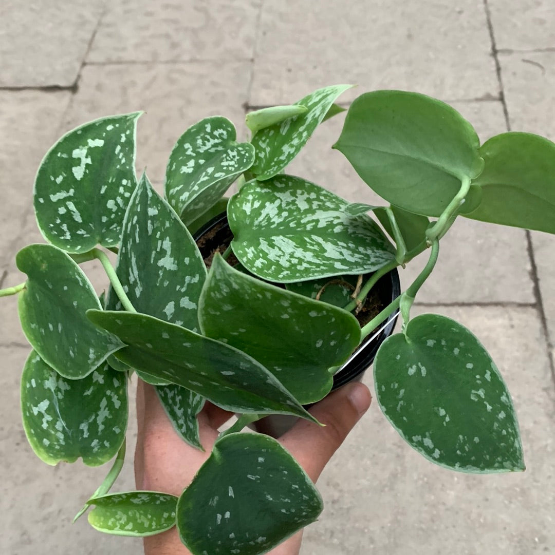 Scindapsus Pictus