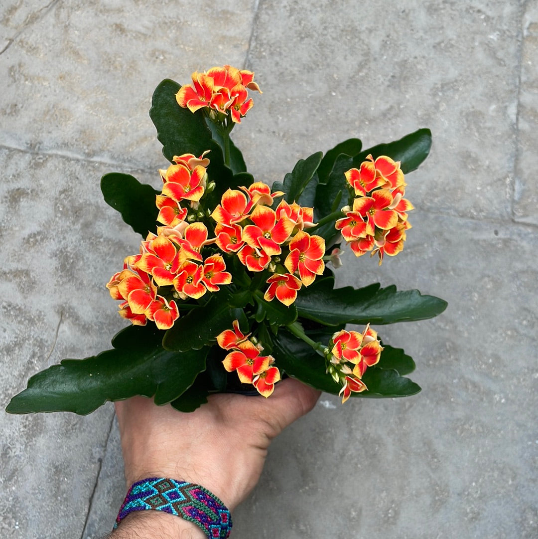 Kalanchoe