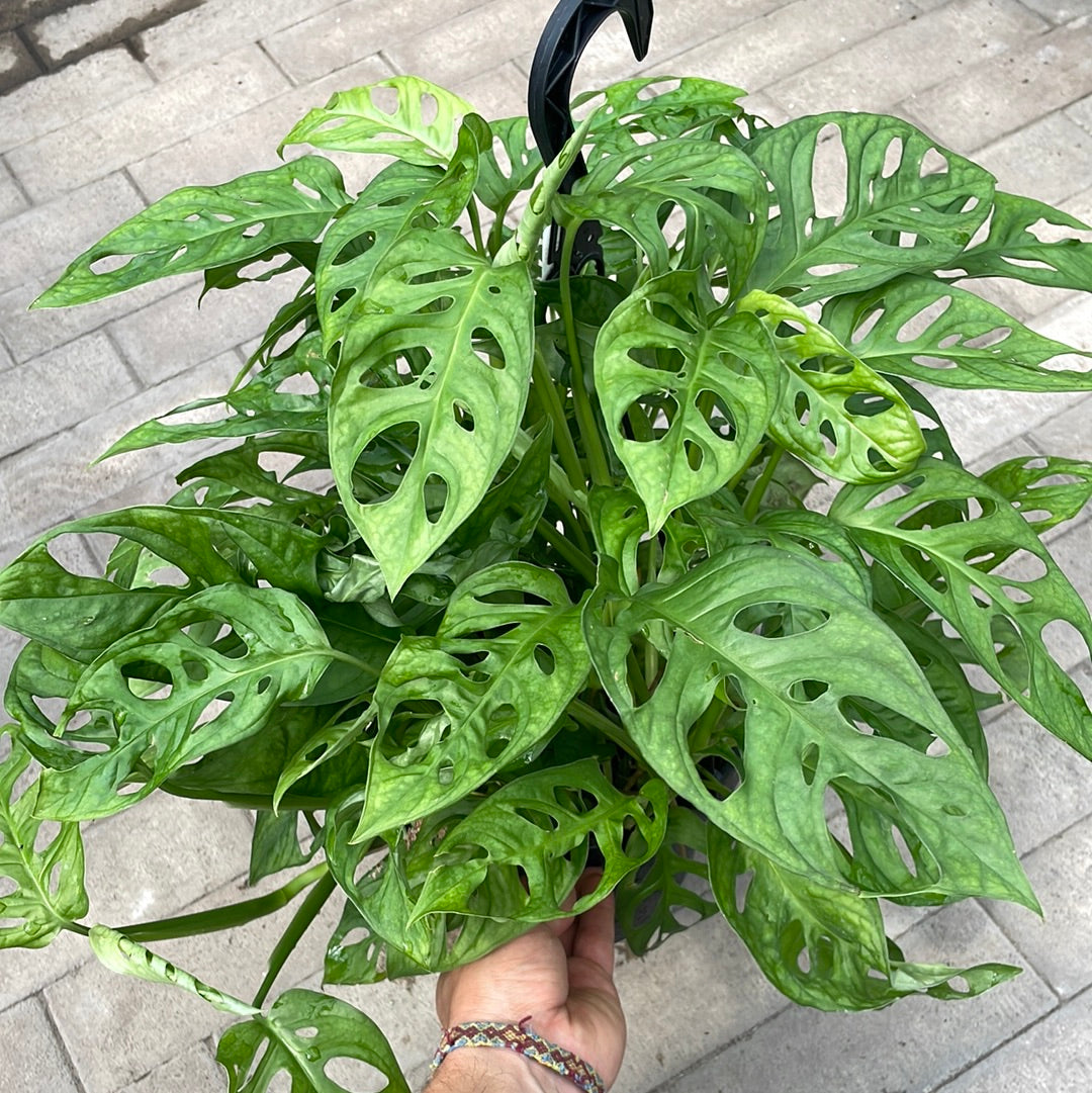 Monstera Adansonii