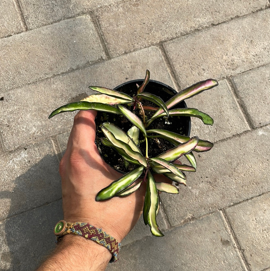 Hoya Wayetii Variegata