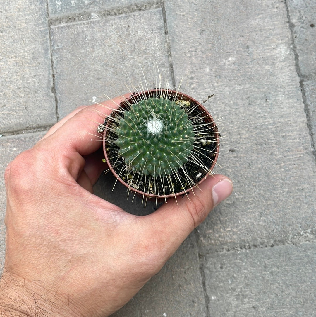 Mammillaria Spinosissima