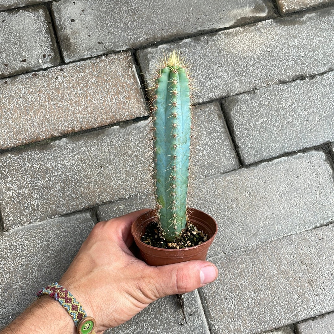 Pilosocereus Azureus