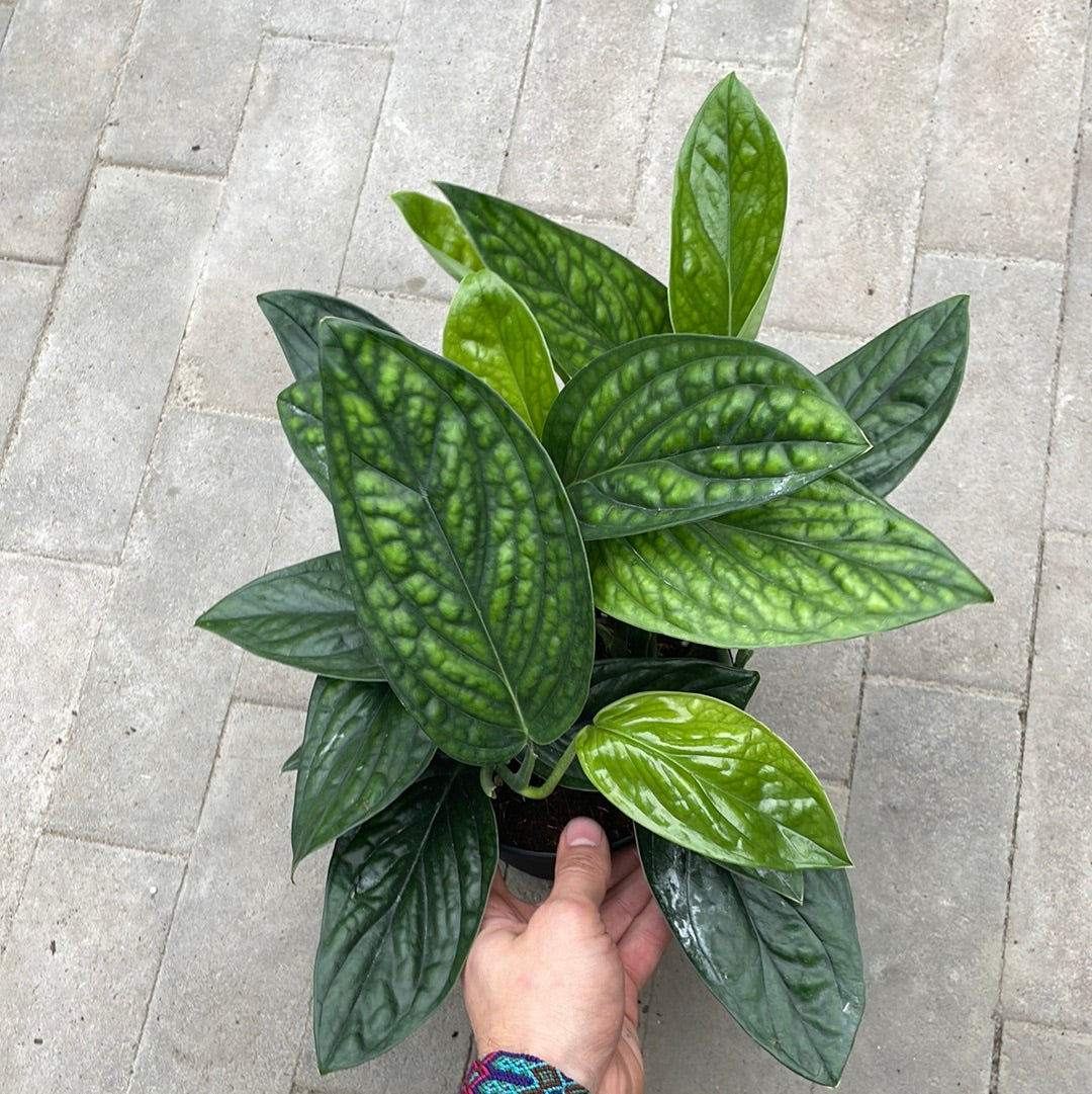Monstera Peru