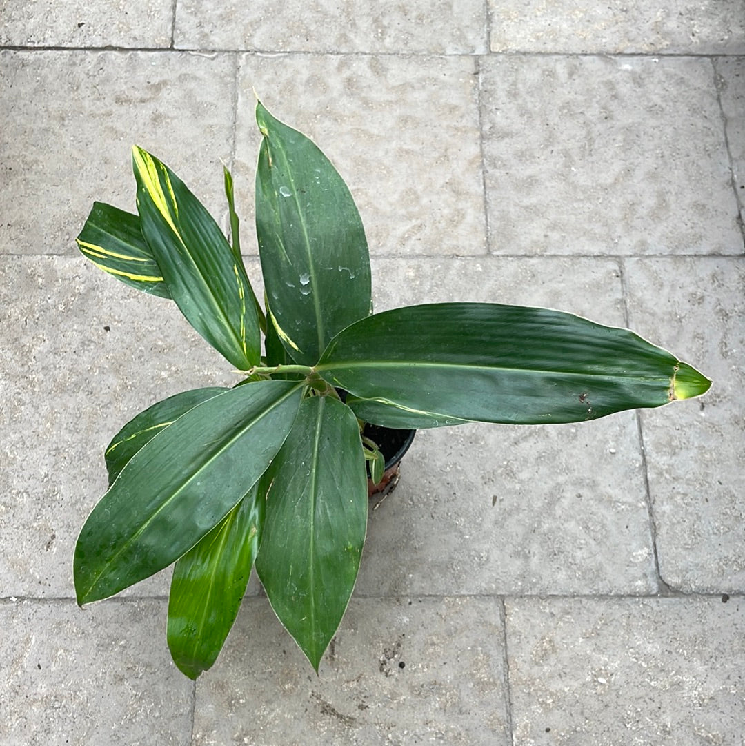 Alpinia zerumbet Variegata