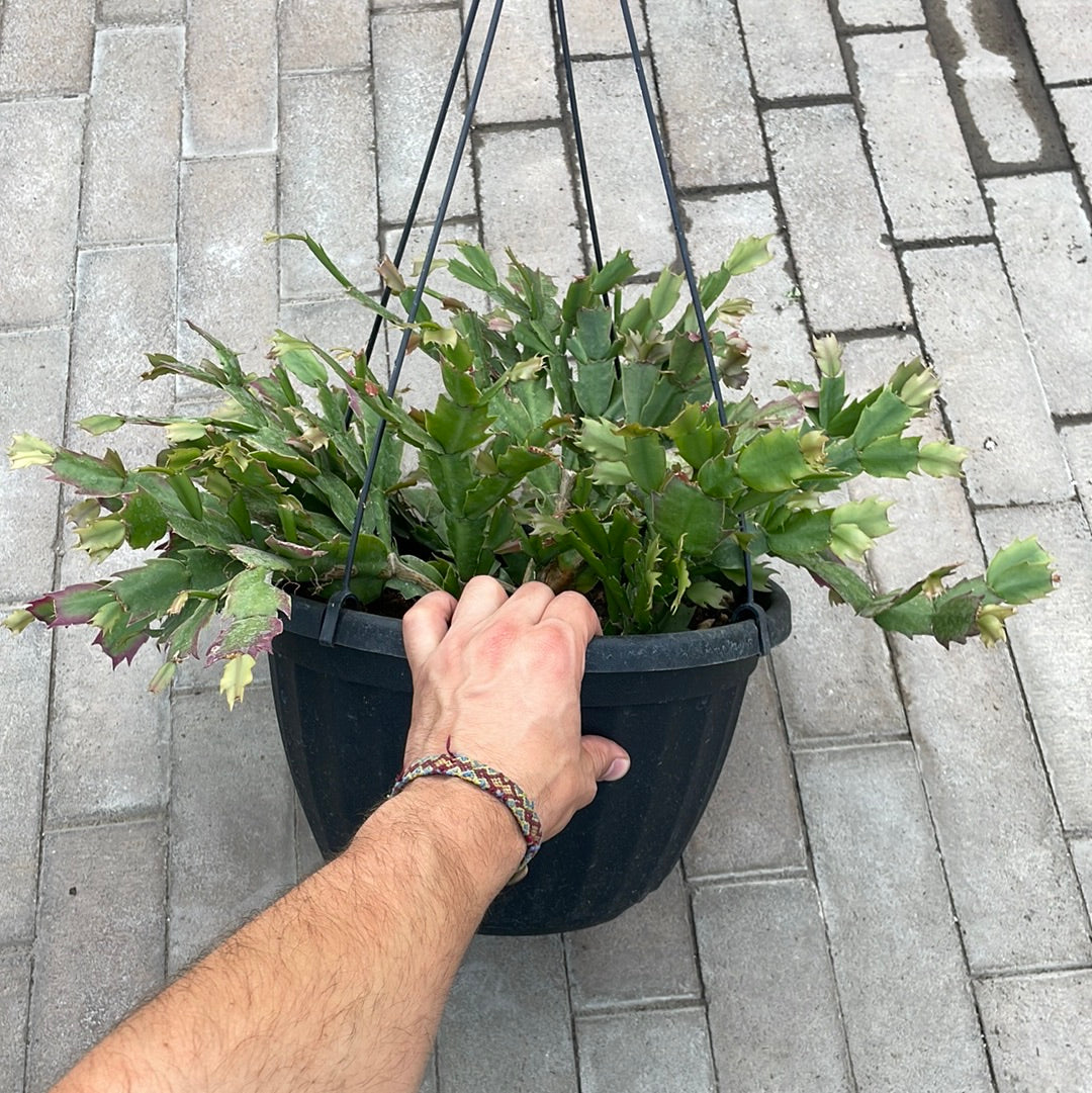 Schlumbergera Truncata