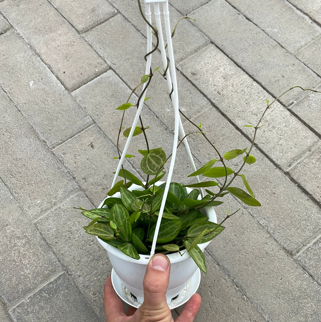 Dischidia Watermelon