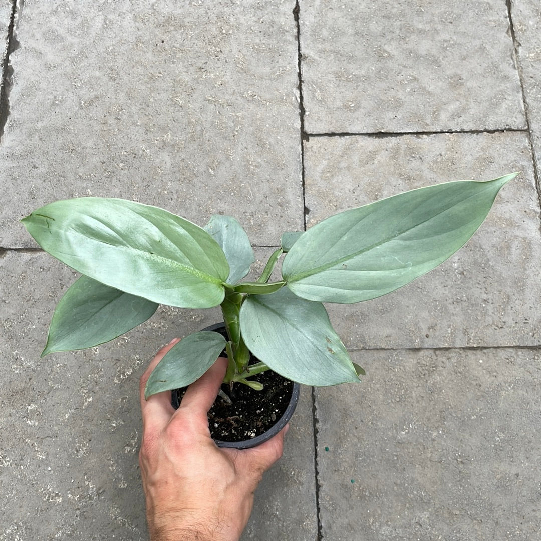 Philodendron Silver Sword