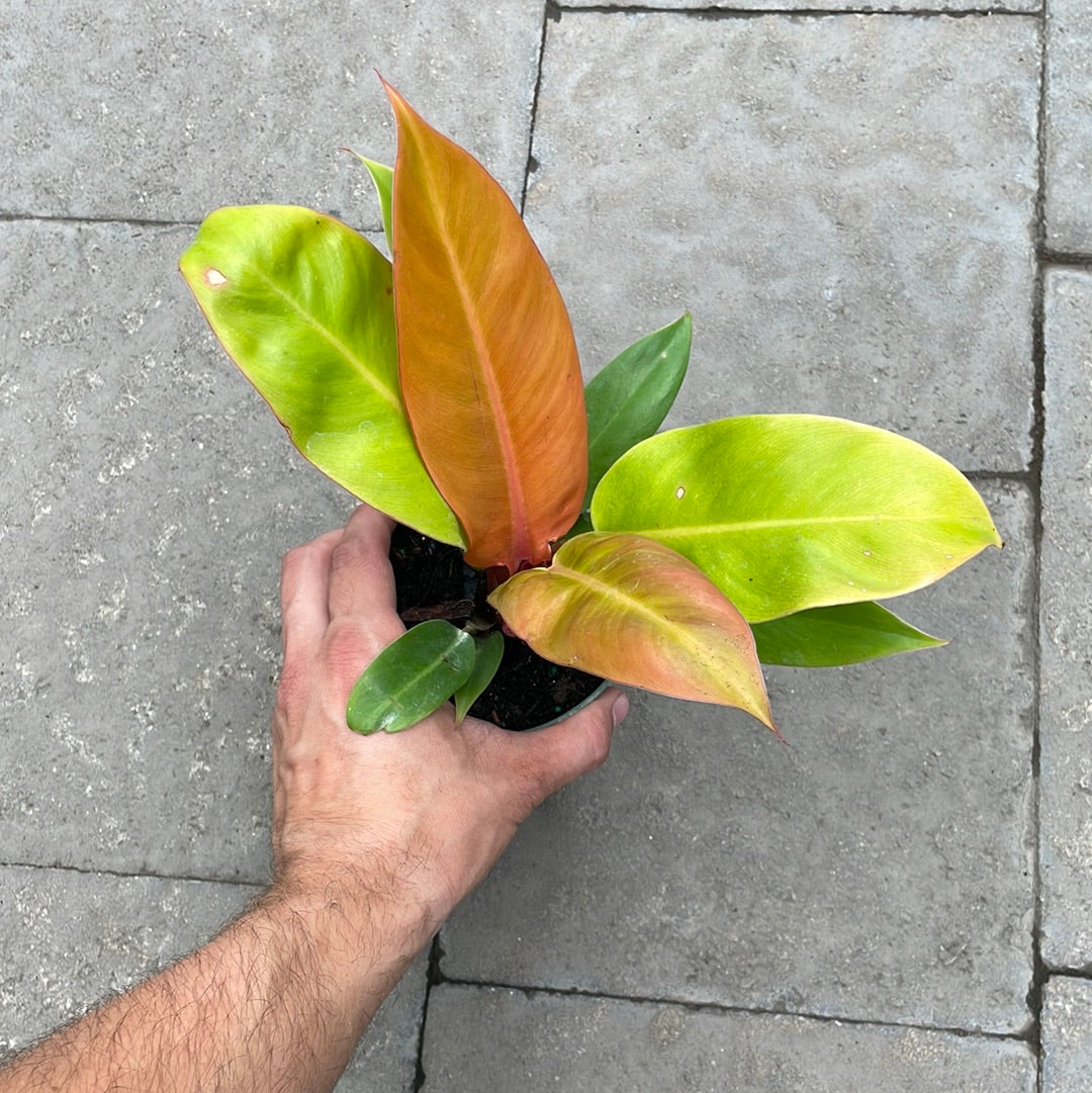 Philodendron Prince Of Orange