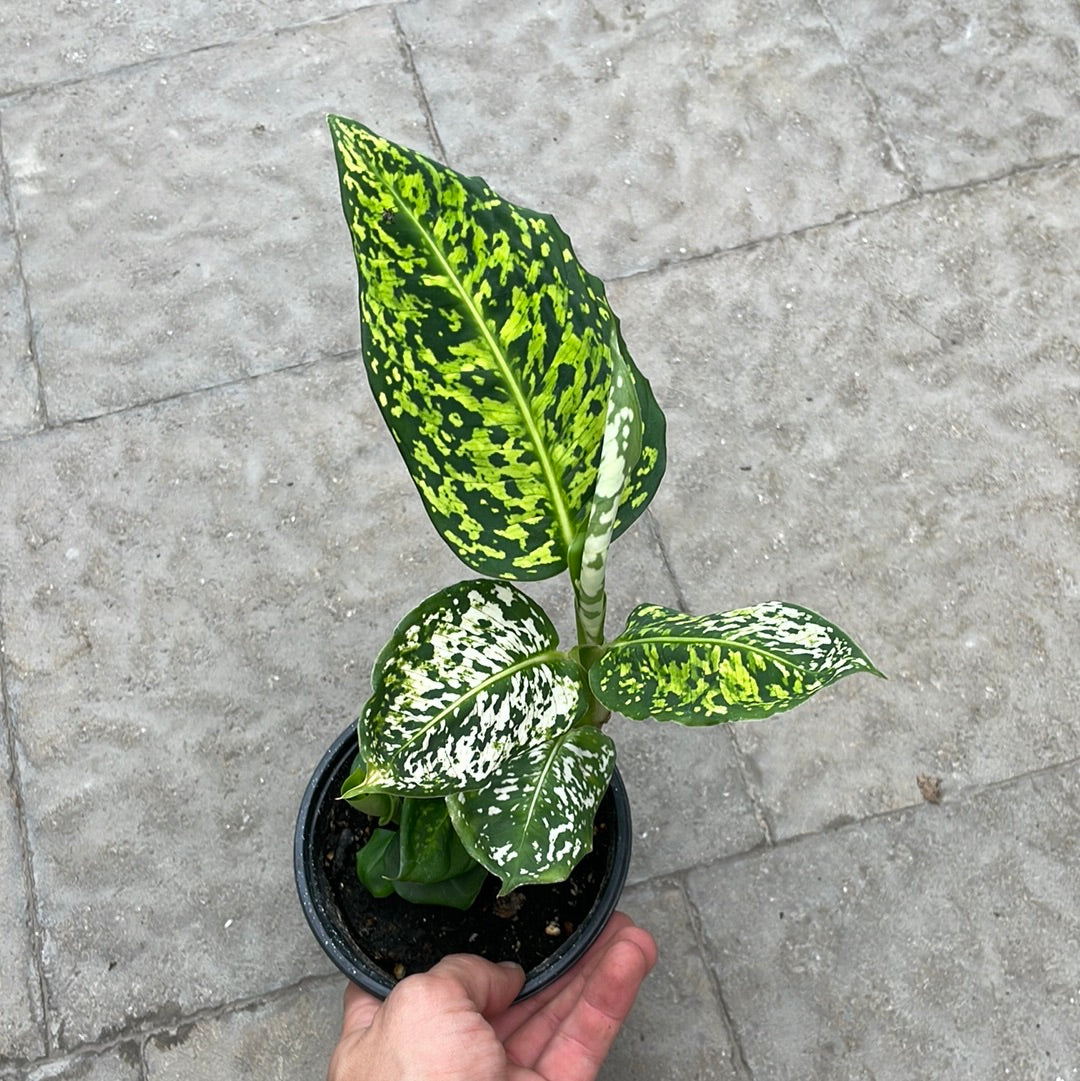 Dieffenbachia Reflector