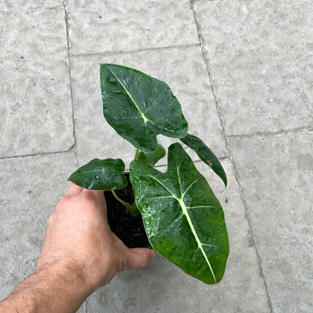 Alocasia Frydek
