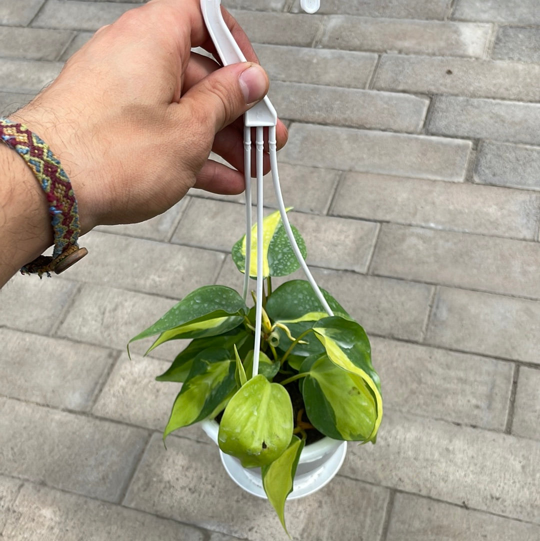 Philodendron Brazil