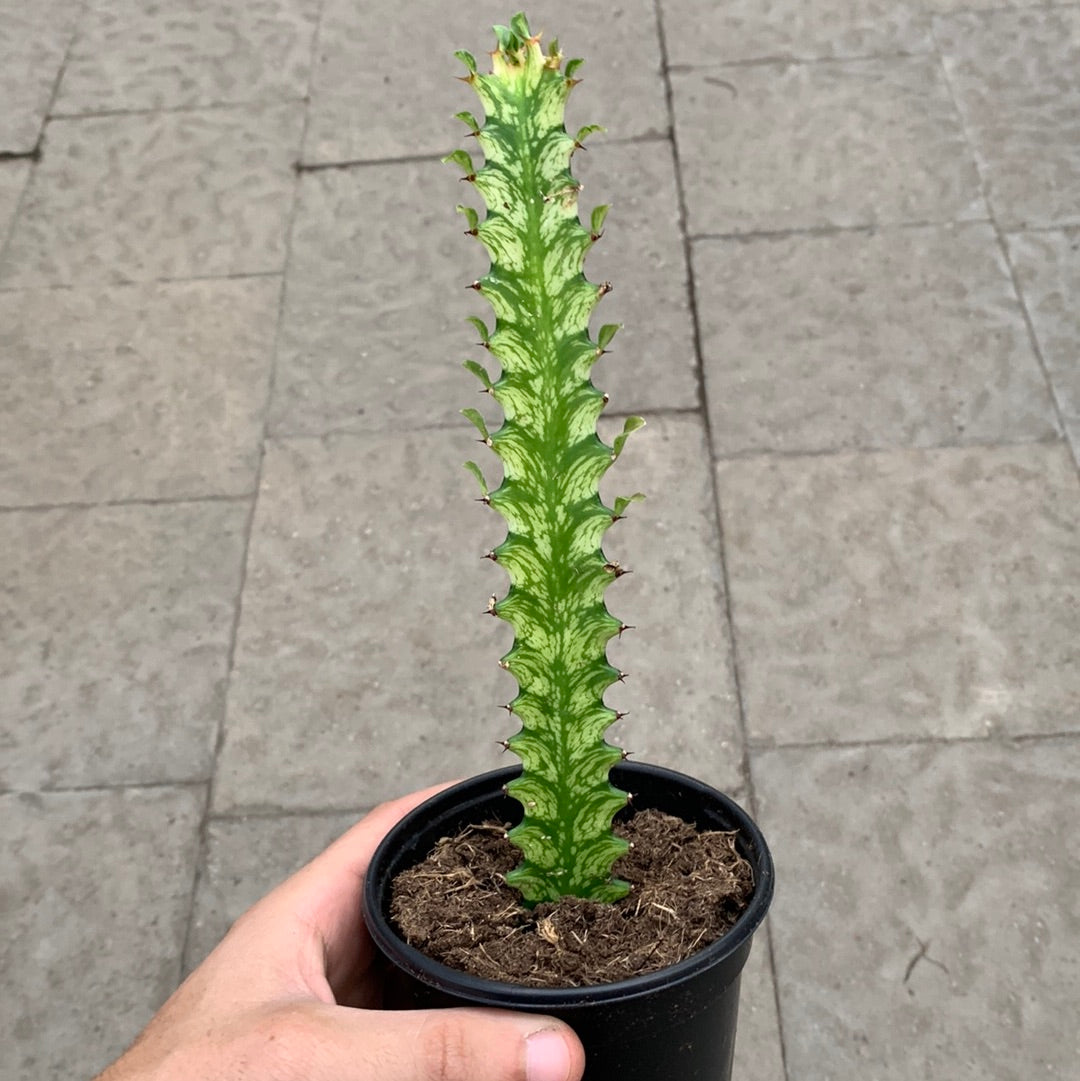 Euphorbia Trigona Variegata