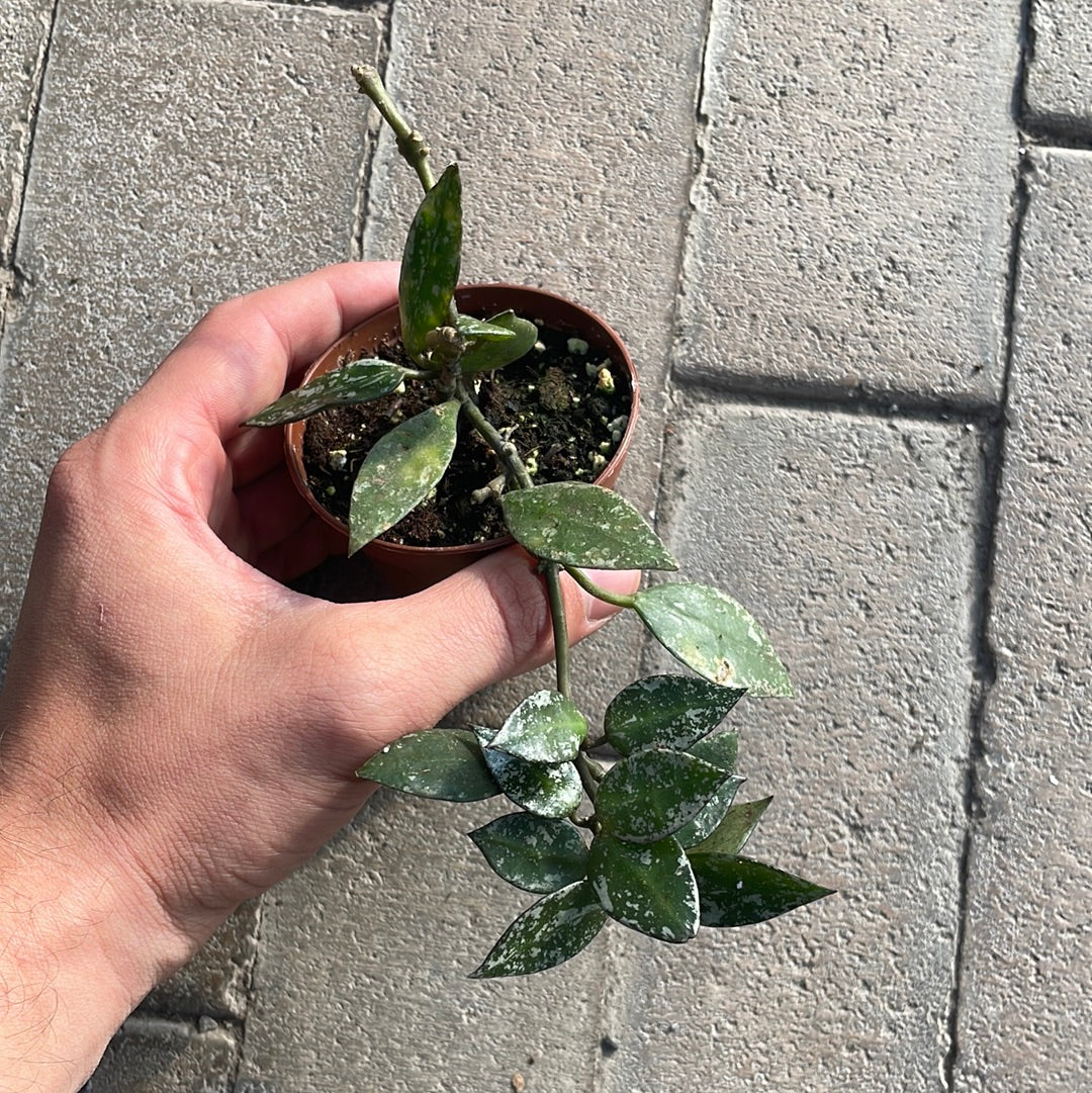 Hoya Krohniana Silver
