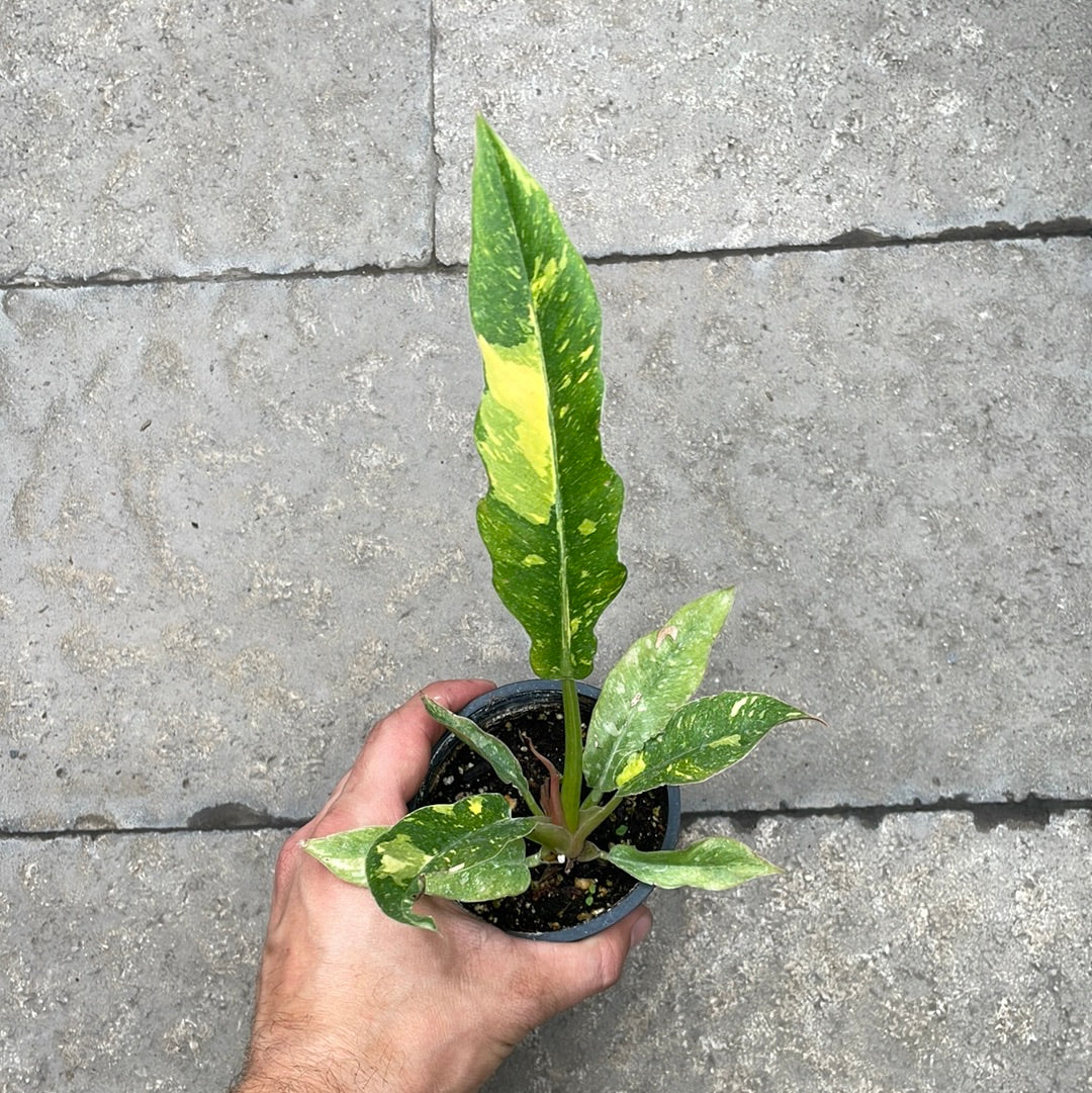 Philodendron Ring Of Fire