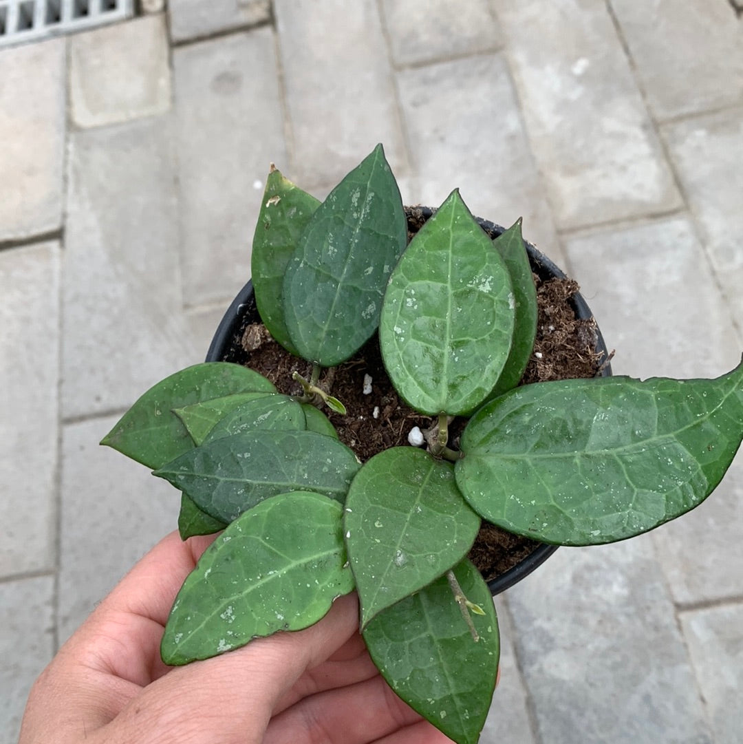 Hoya Black Margin