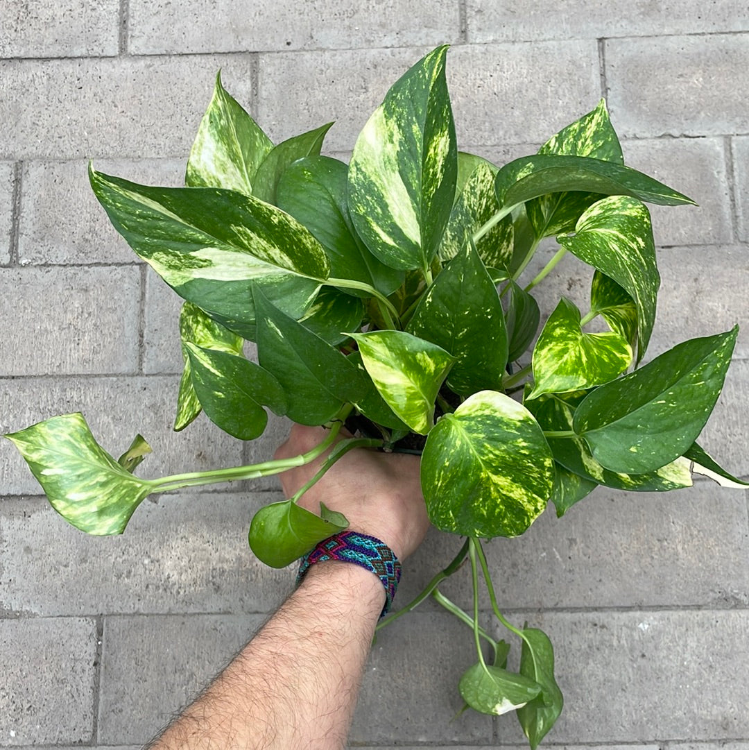 Pothos Hawaiian
