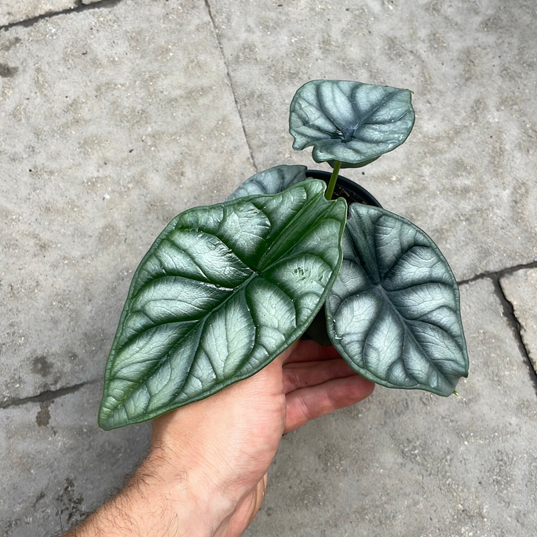 Alocasia Silver Dragon