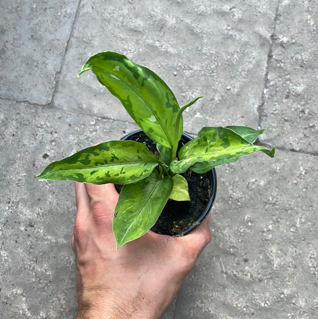 Aglaonema Pictum Tricolor