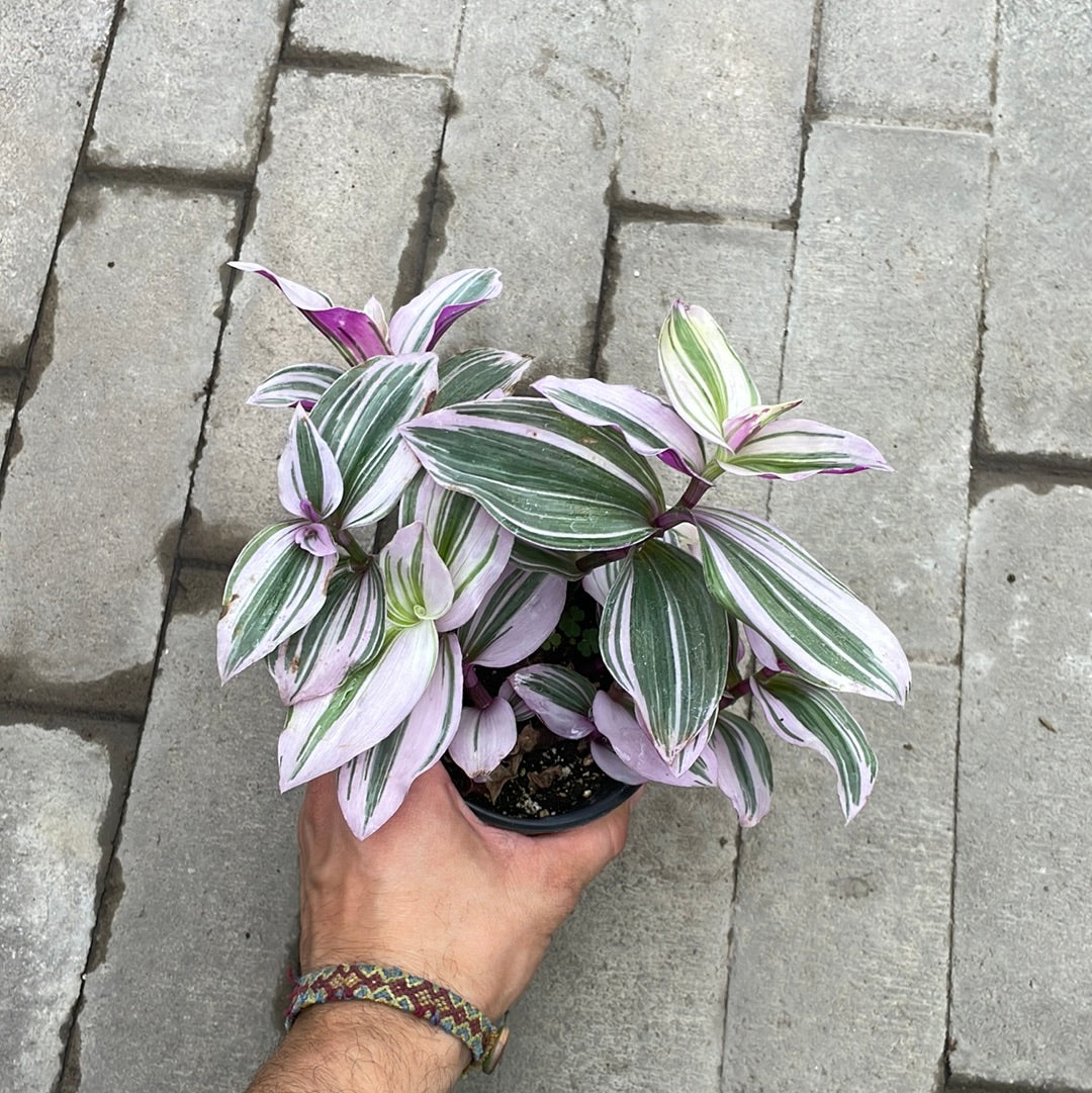 Tradescantia Nanouk Bubblegum