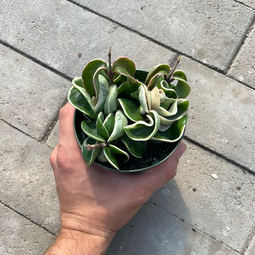 Hoya Compacta Variegata