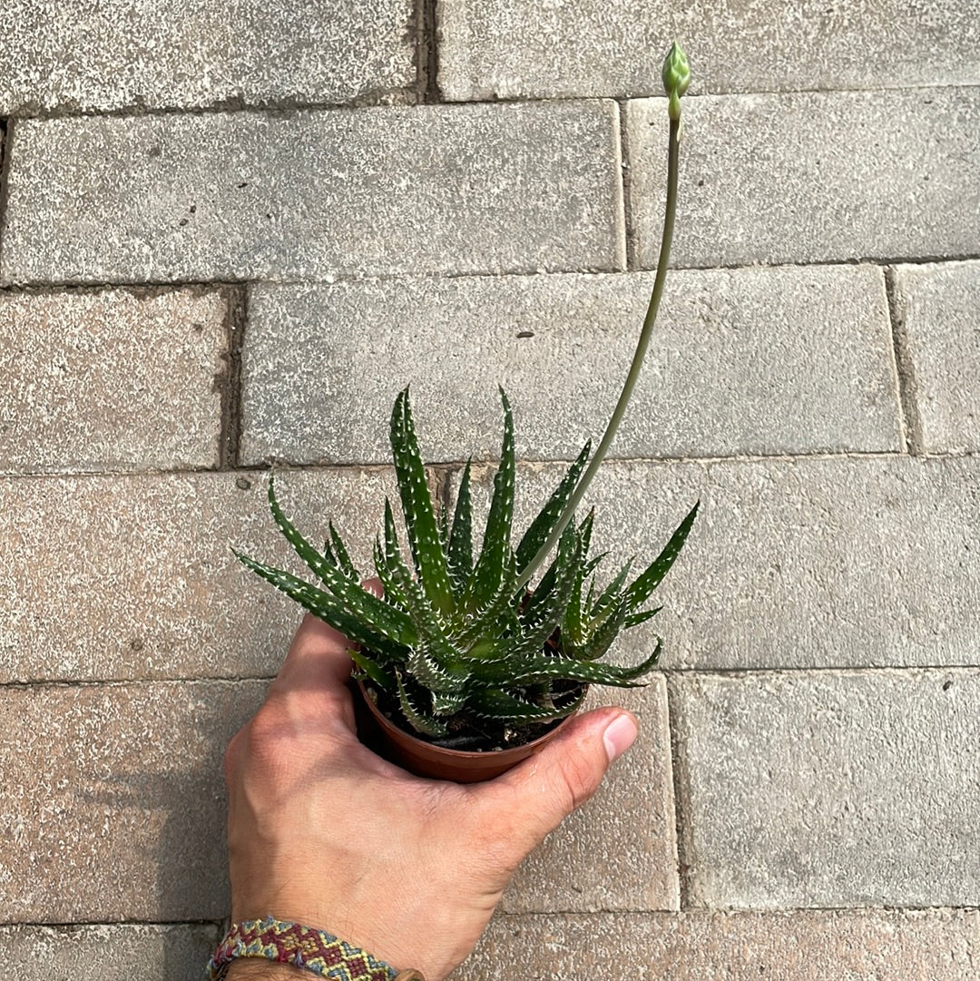 Aloe Delaine