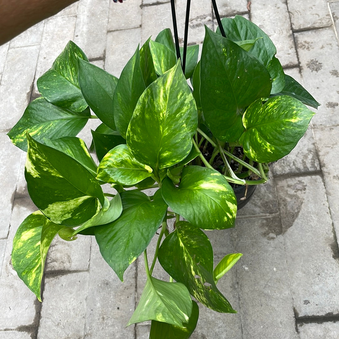 Pothos Golden