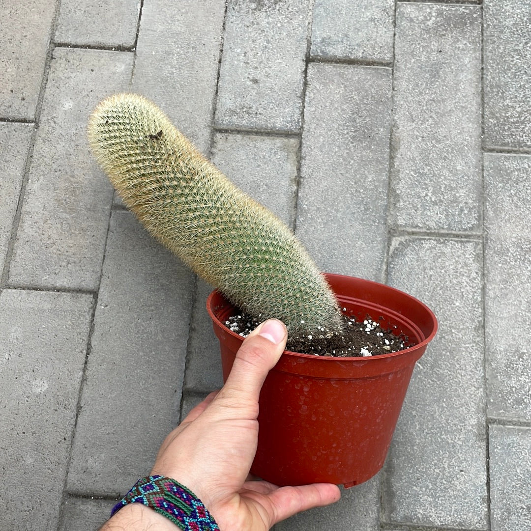 Mammillaria