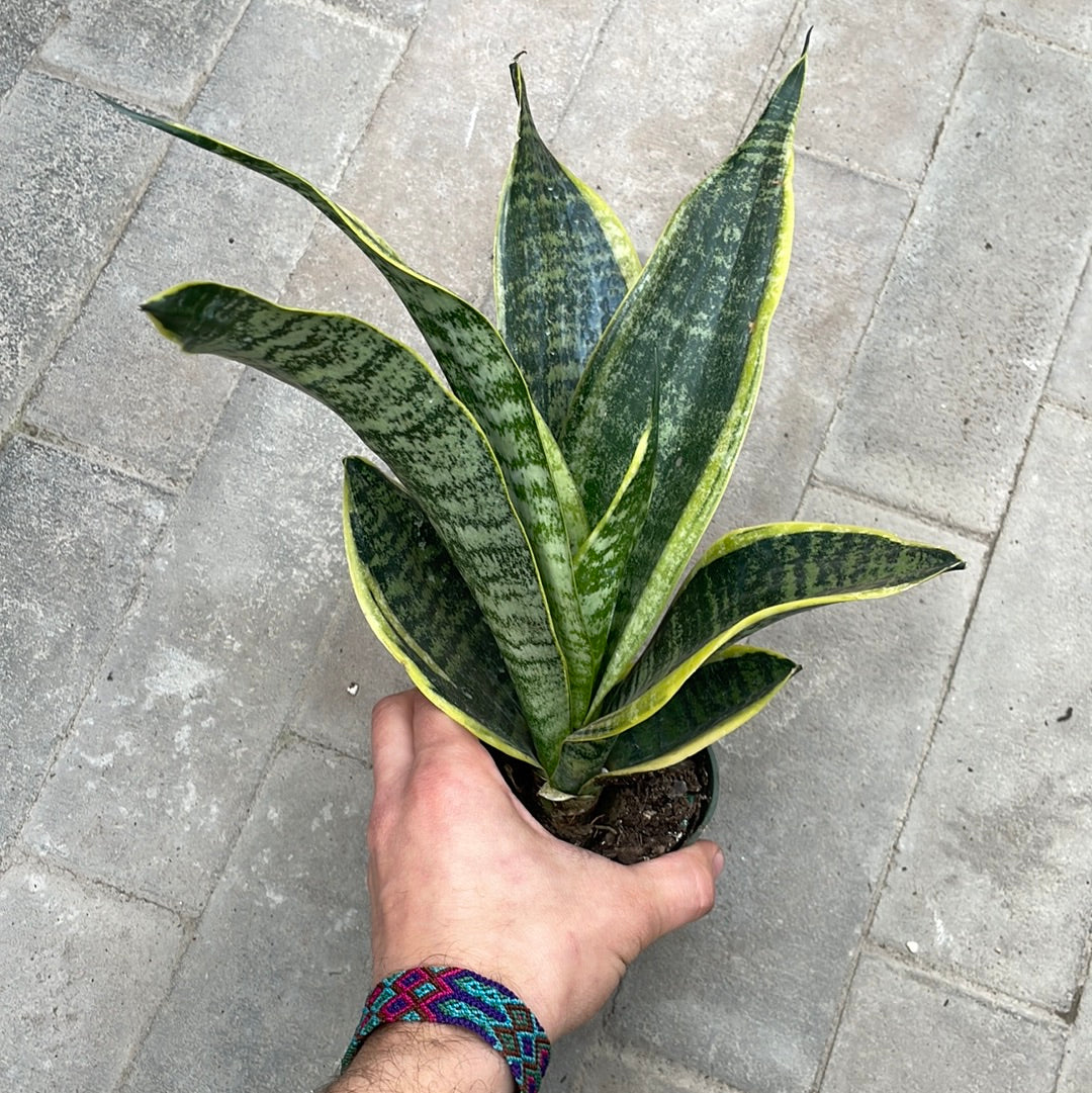Sanseveria Futura