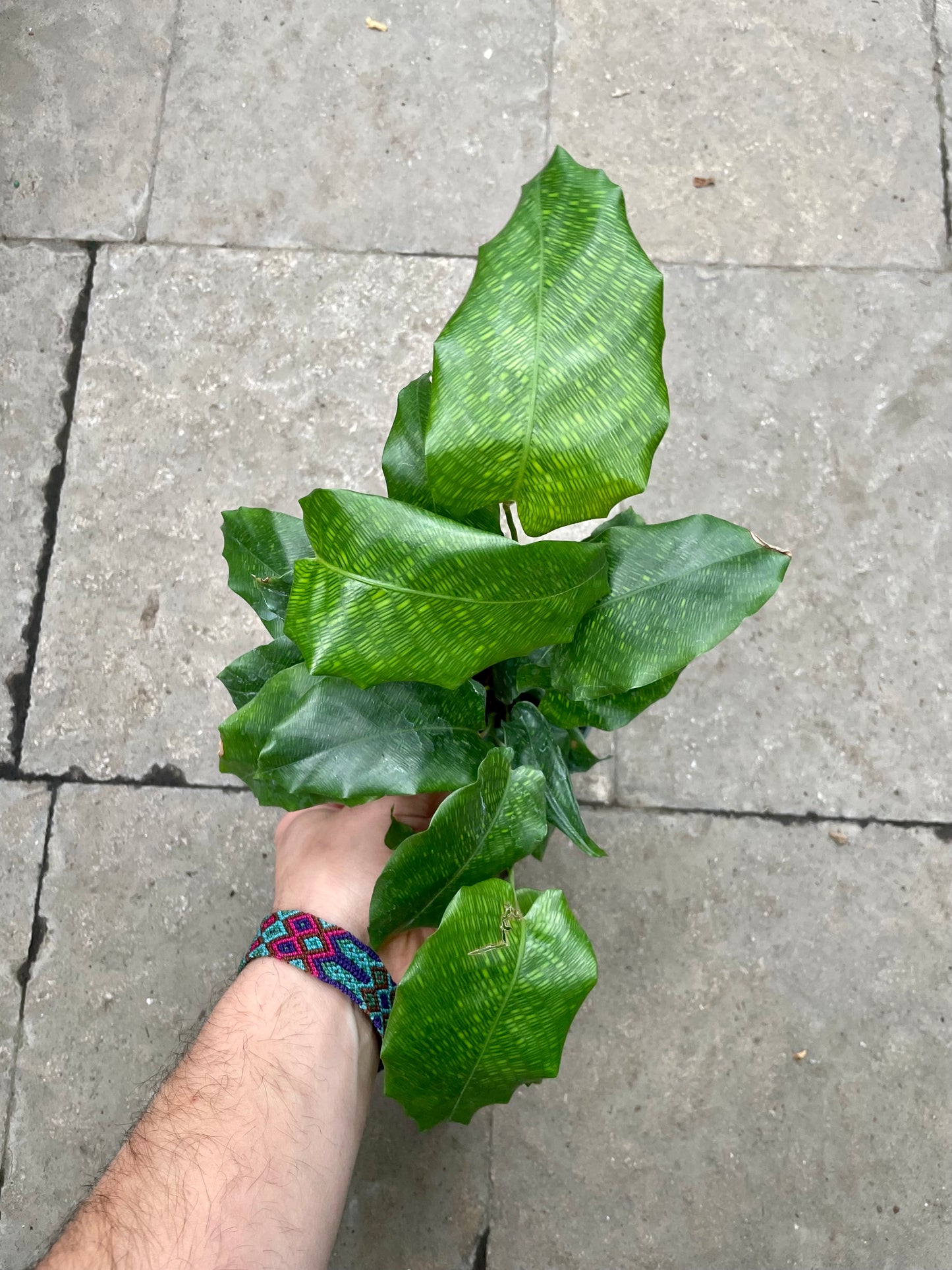 Calathea Network