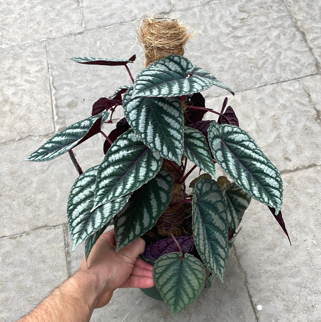 Cissus Discolour