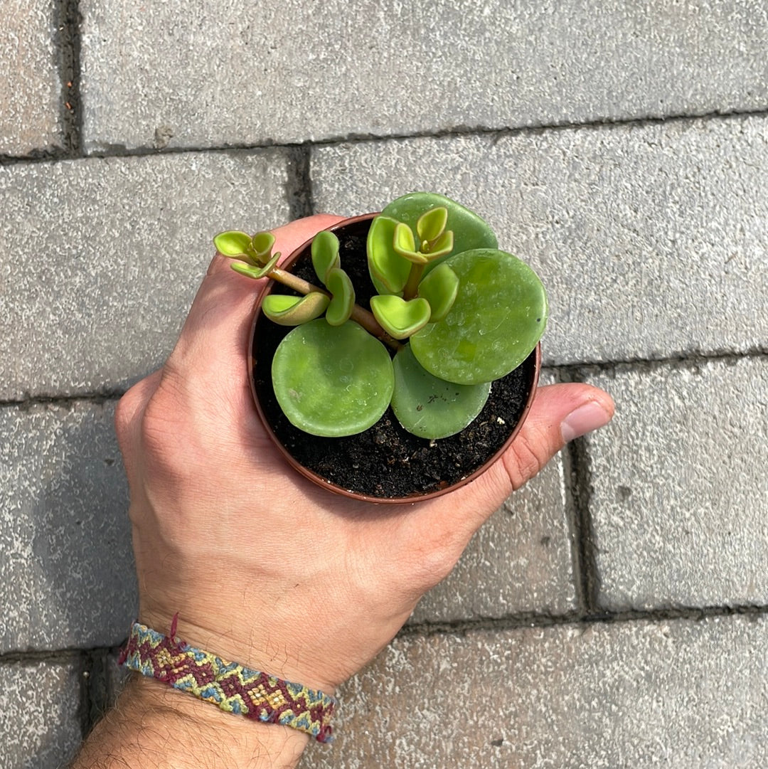 Peperomia Hope