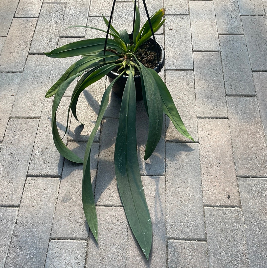 Anthurium Vittarifolium