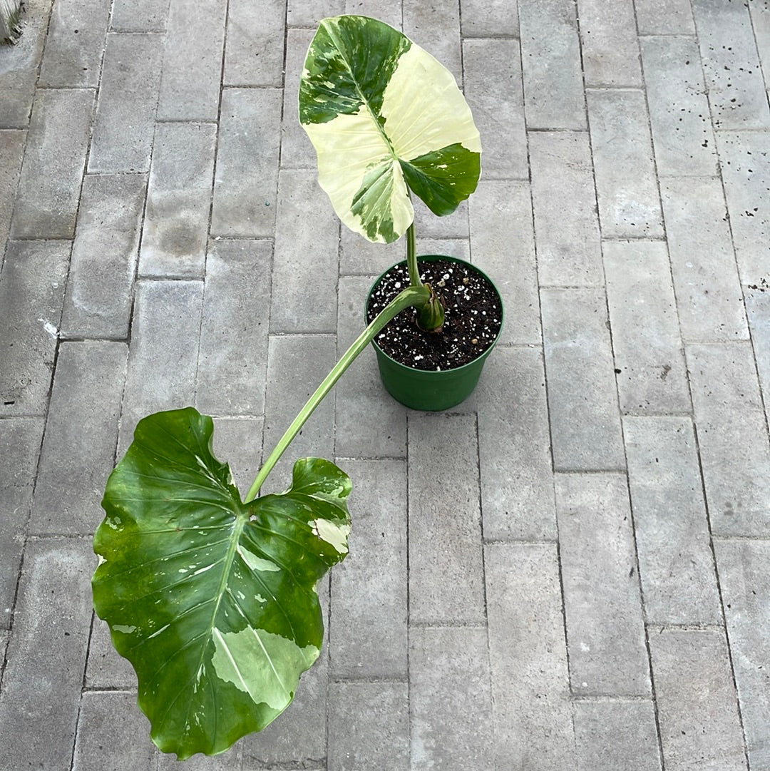 Alocasia Dawn