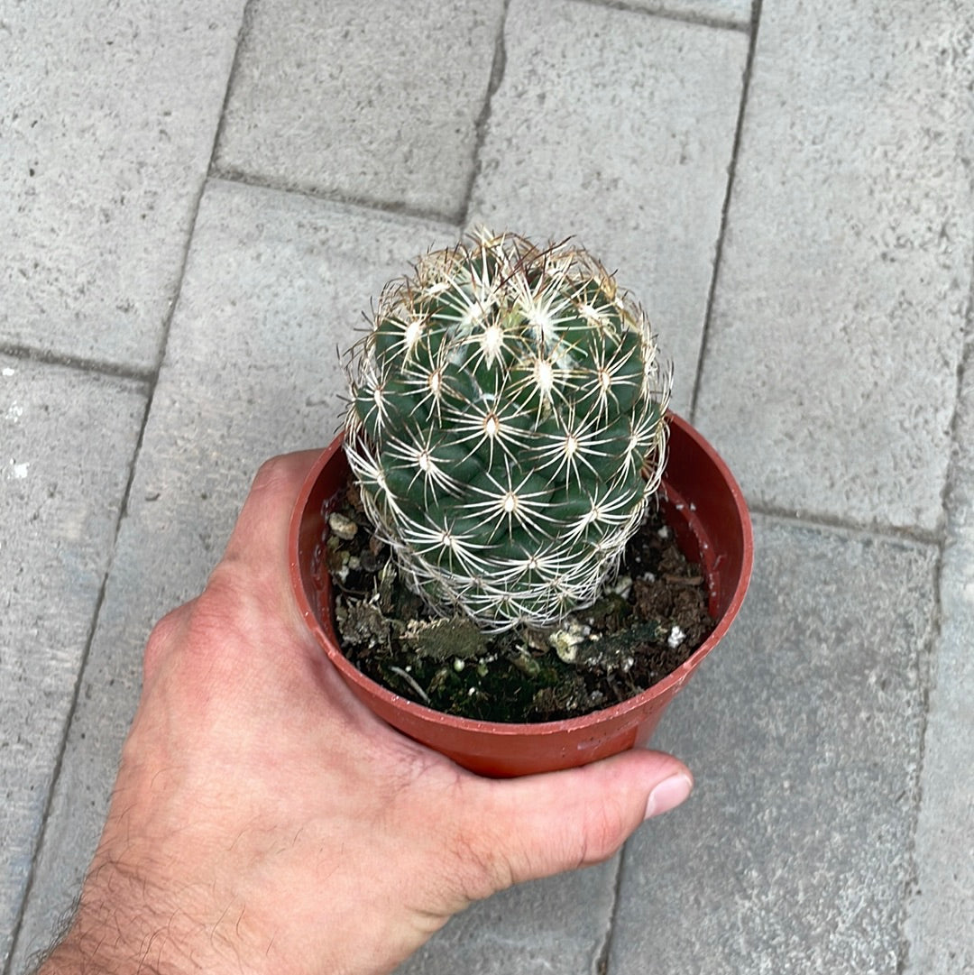 Coryphantha
