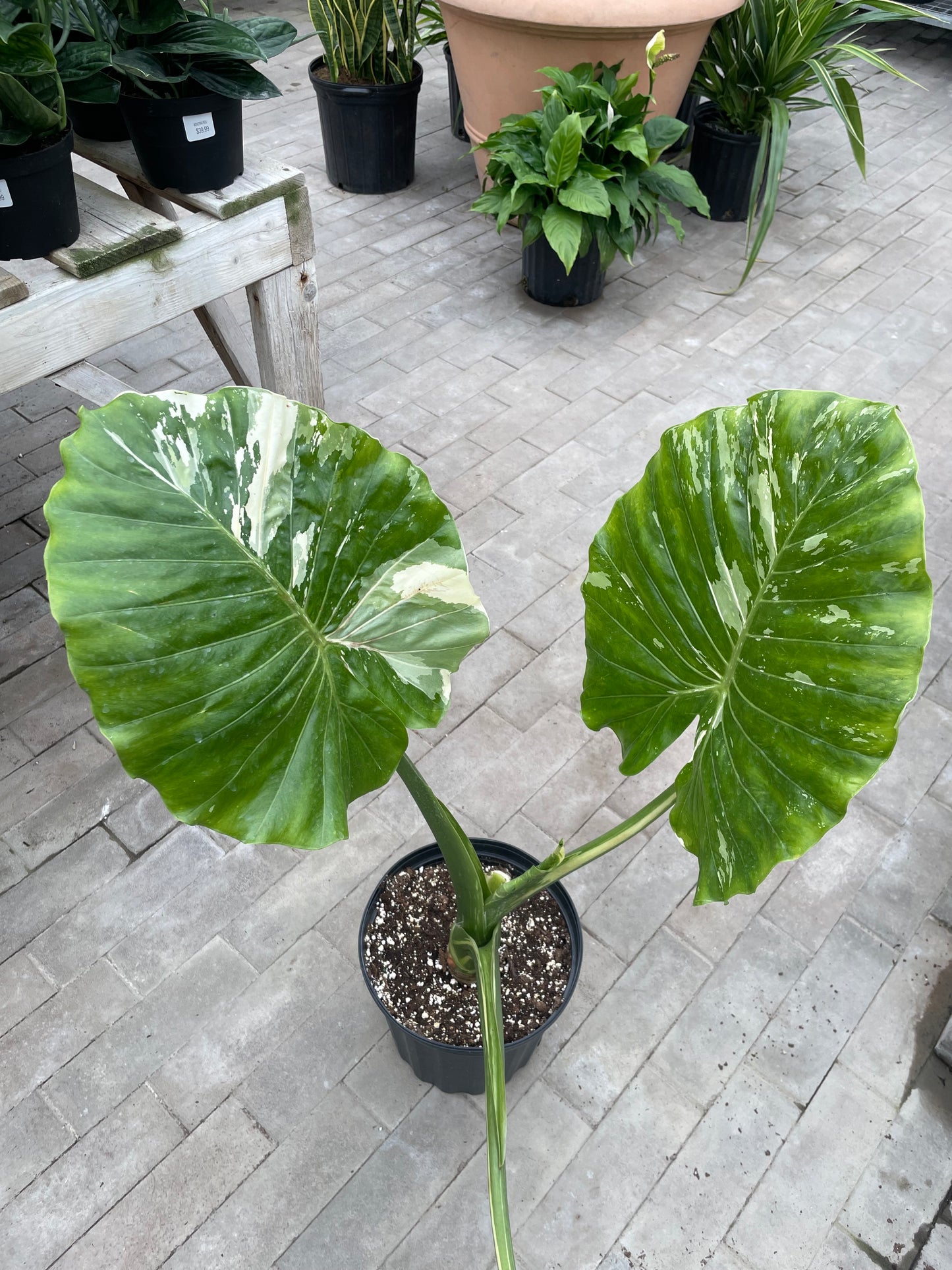 Alocasia Dawn