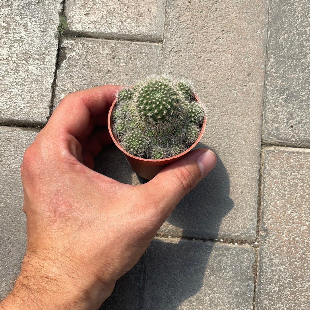 Rebutia Flavistyla