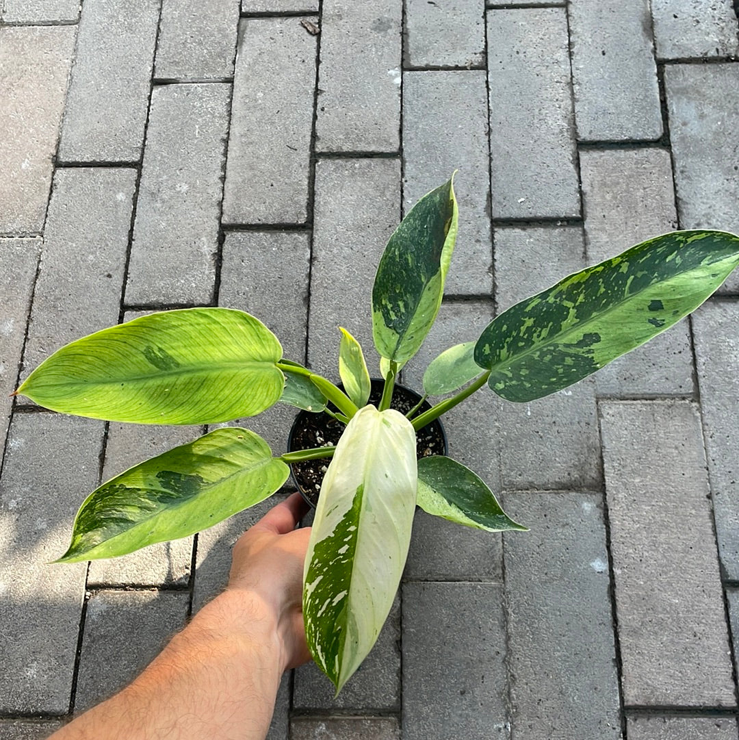 Philodendron Jose Buono
