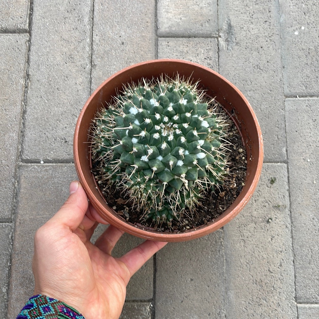 Mammillaria