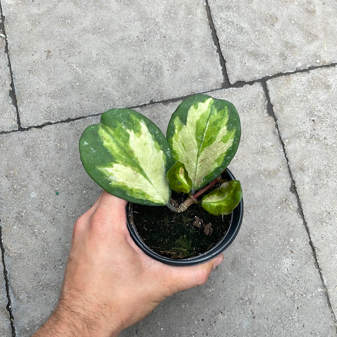 Hoya Obovata Variegata