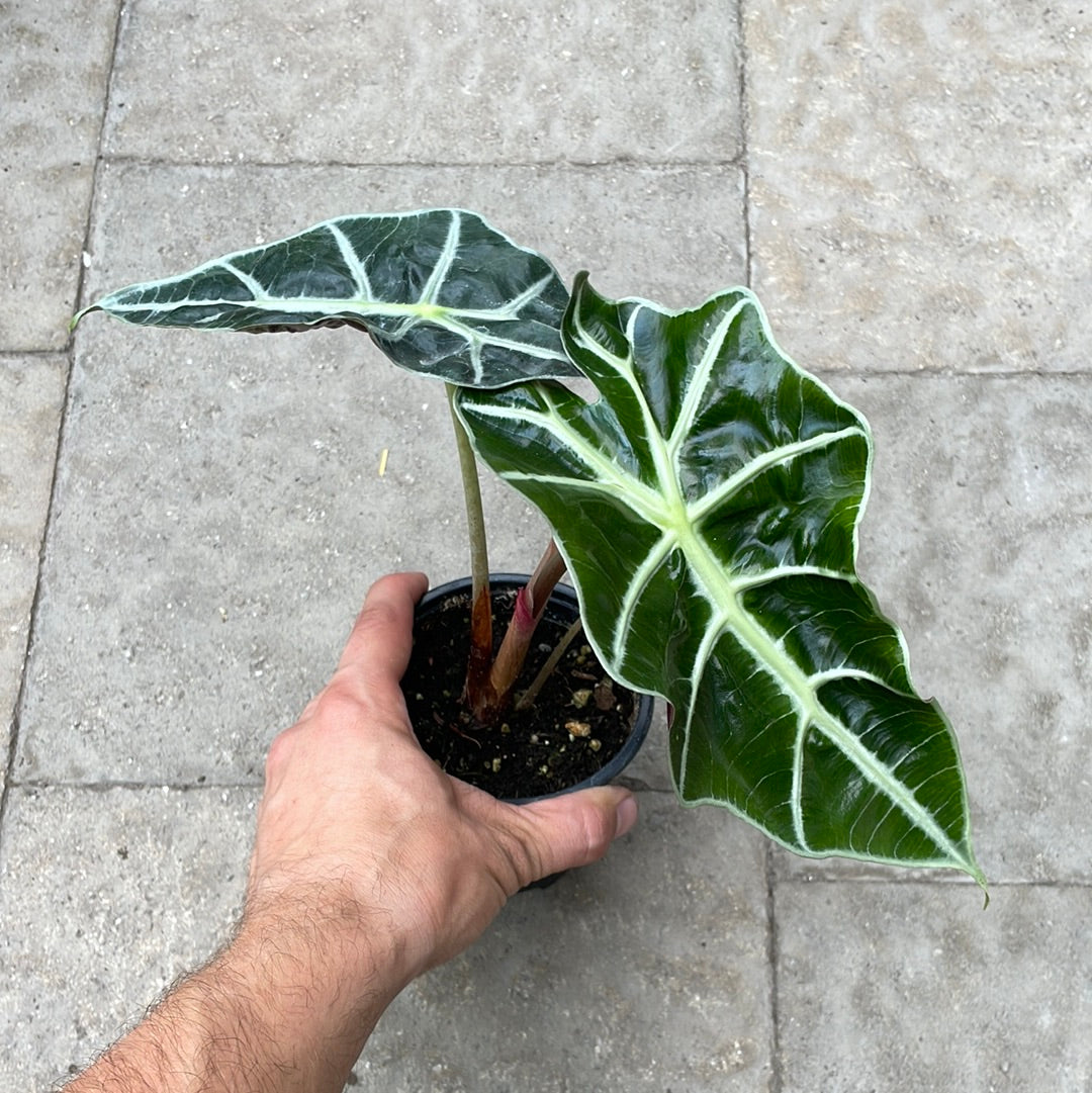 Alocasia Polly