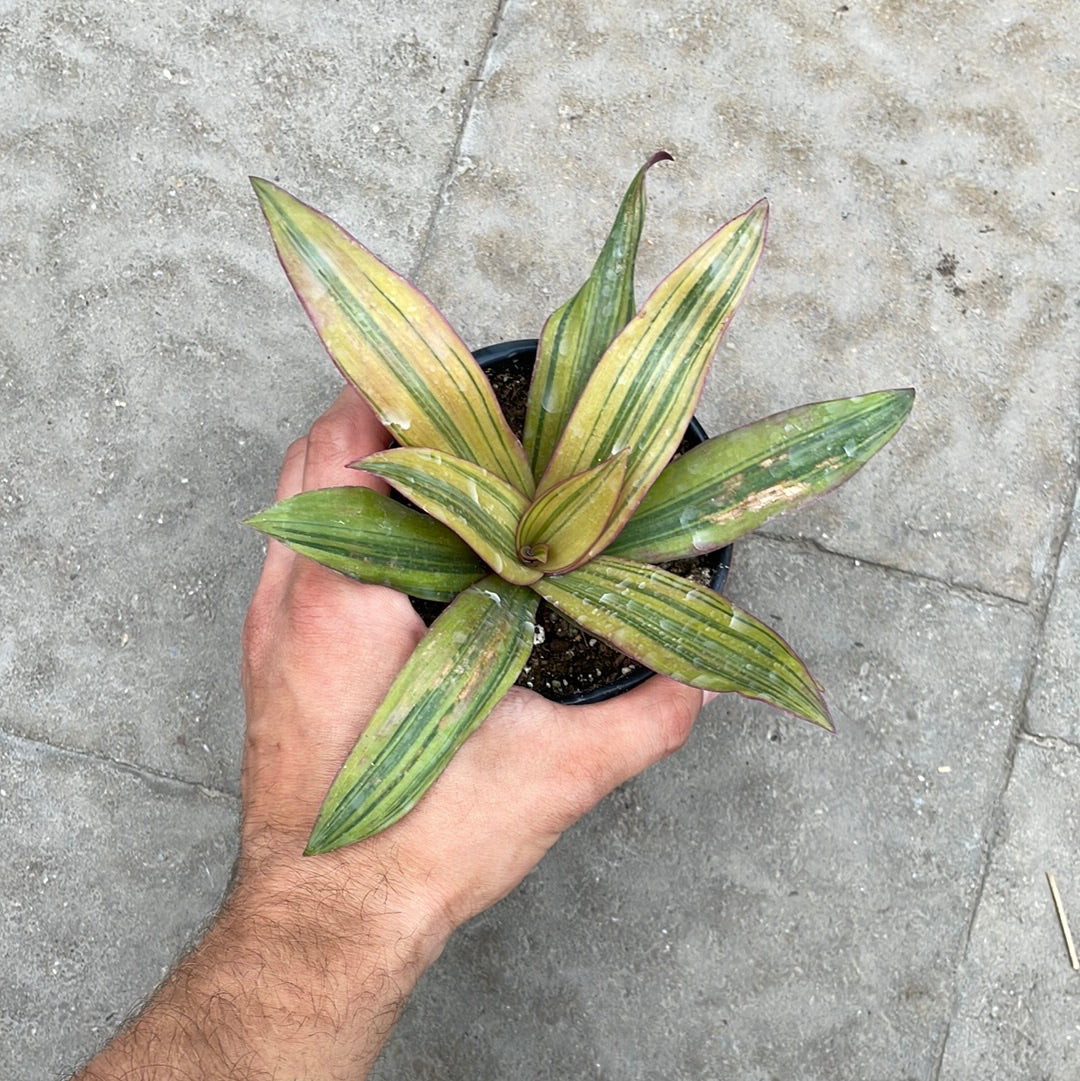 Rhoeo Variegata