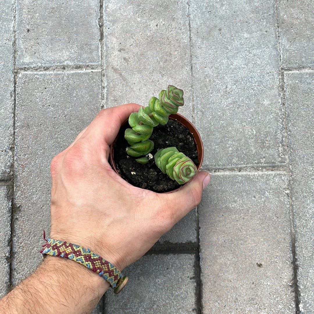 Crassula Rupestris