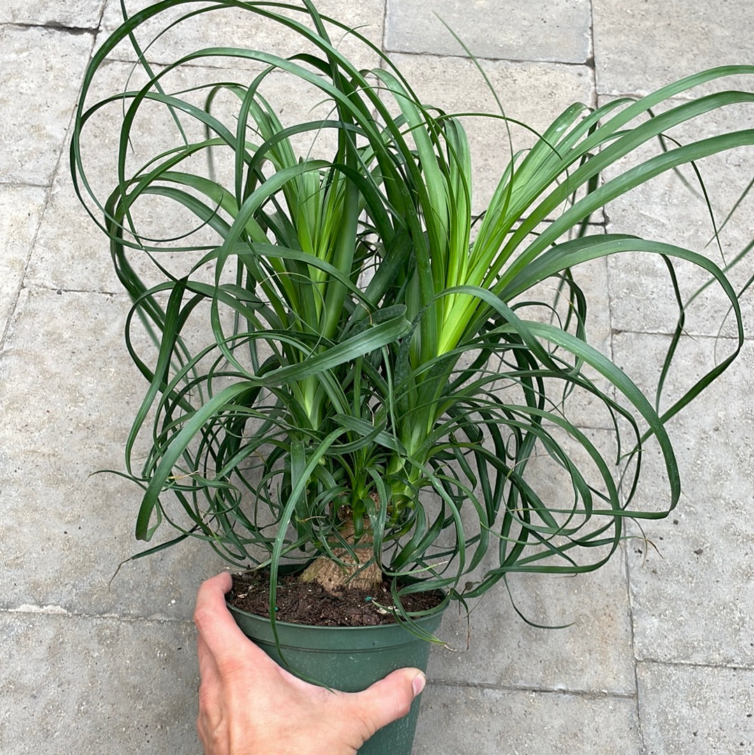 Beaucarnea Ponytail Palm