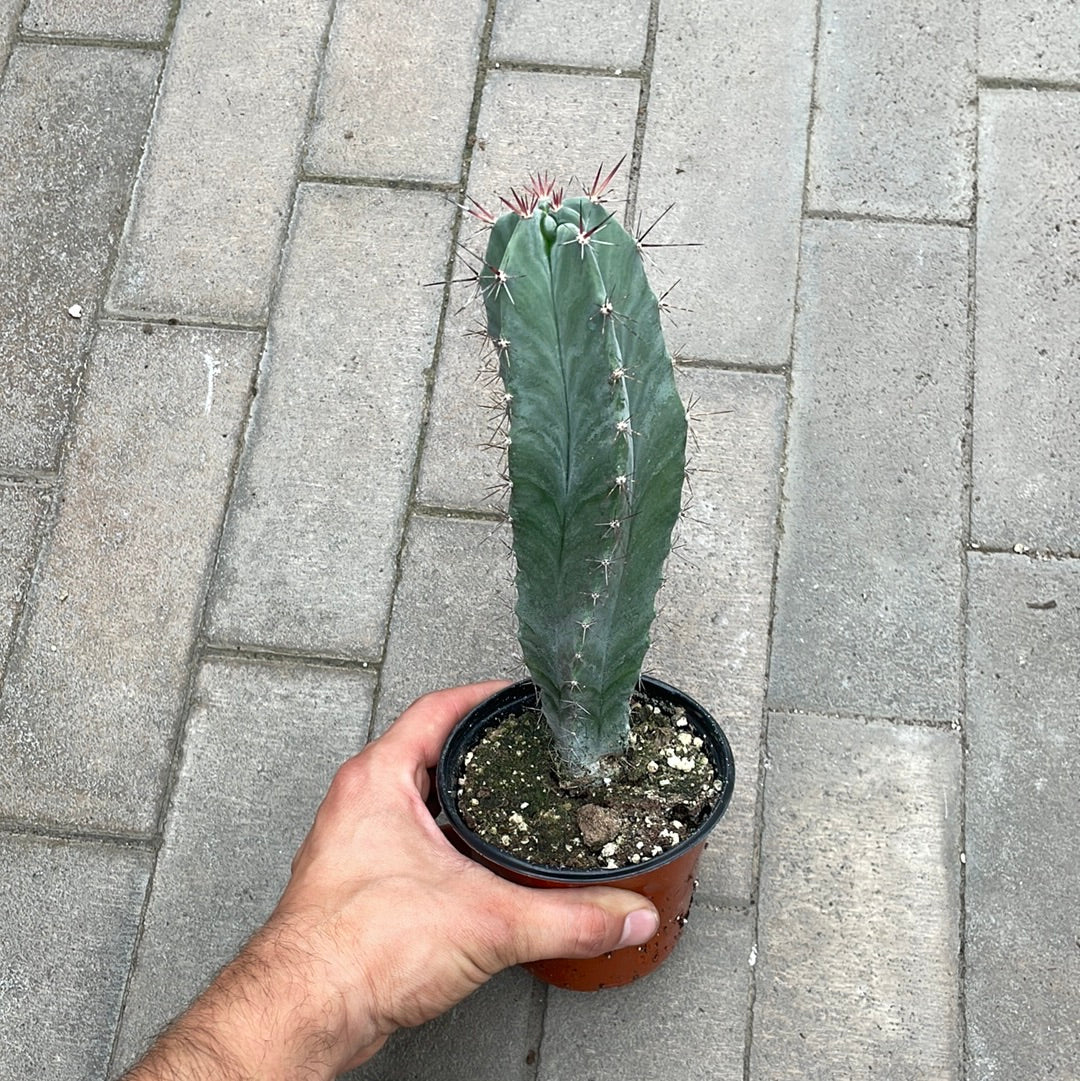 Stenocereus Pruinosus
